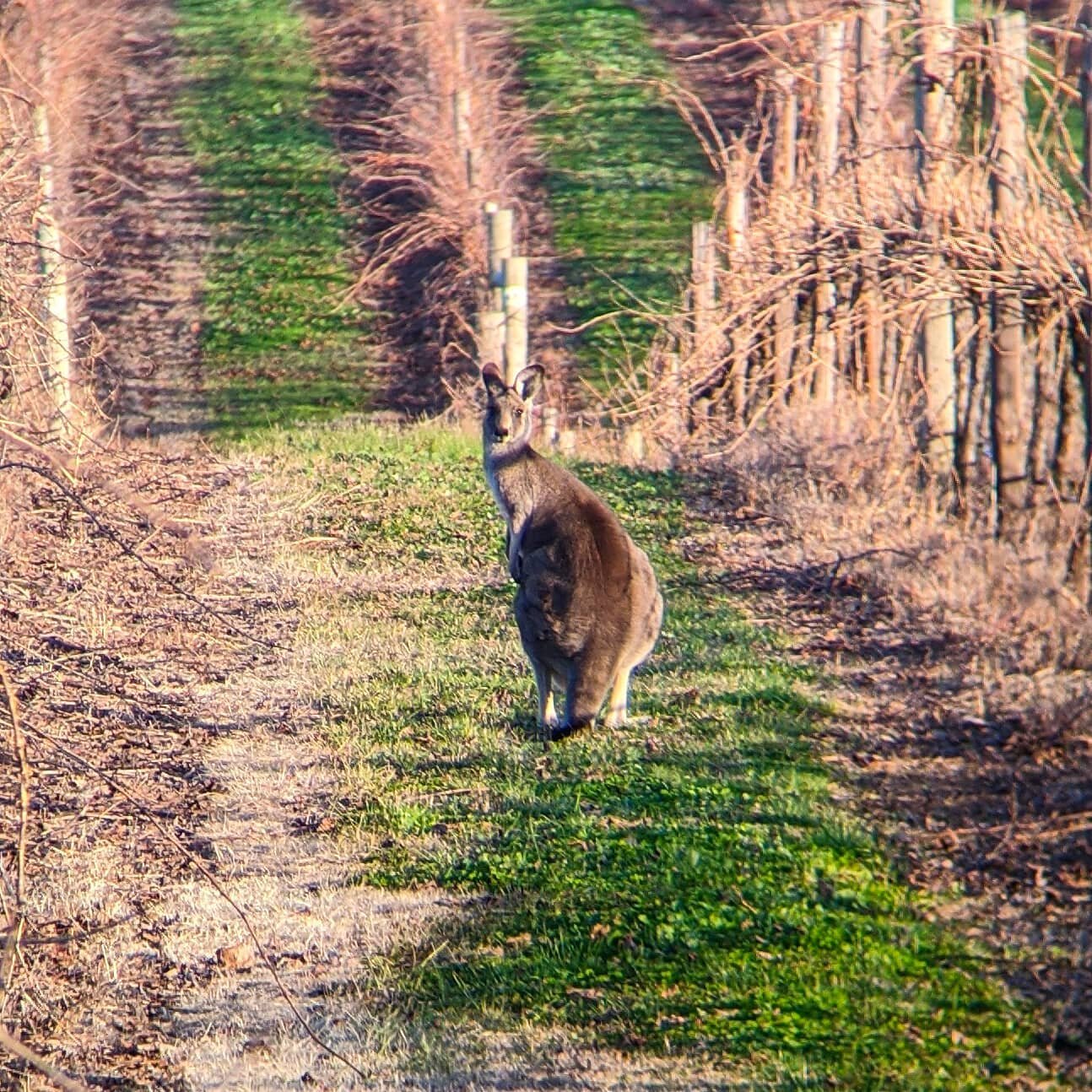 Not an Aussie vineyard without a Roo 🦘