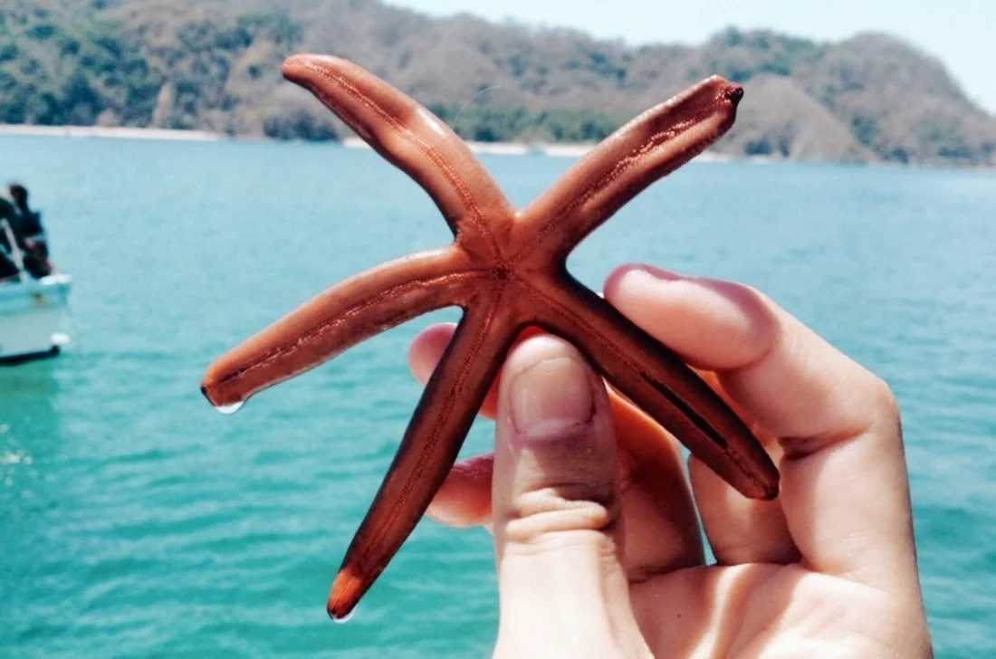 c1454-seesoomuch_costarica_snorkelseesoomuch_costarica_snorkel.jpg