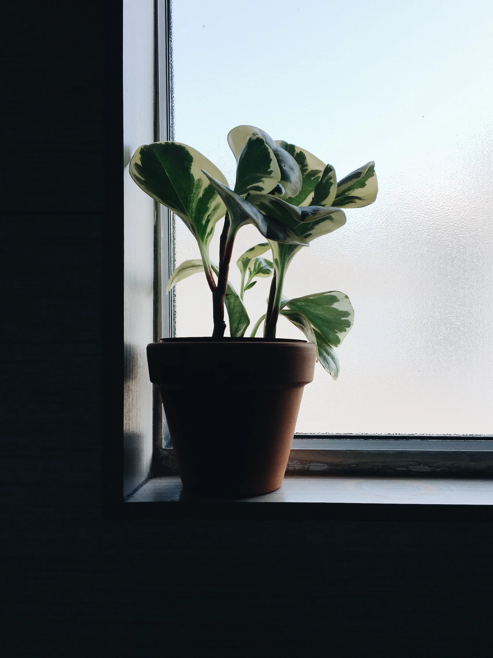 my shower plant & muse