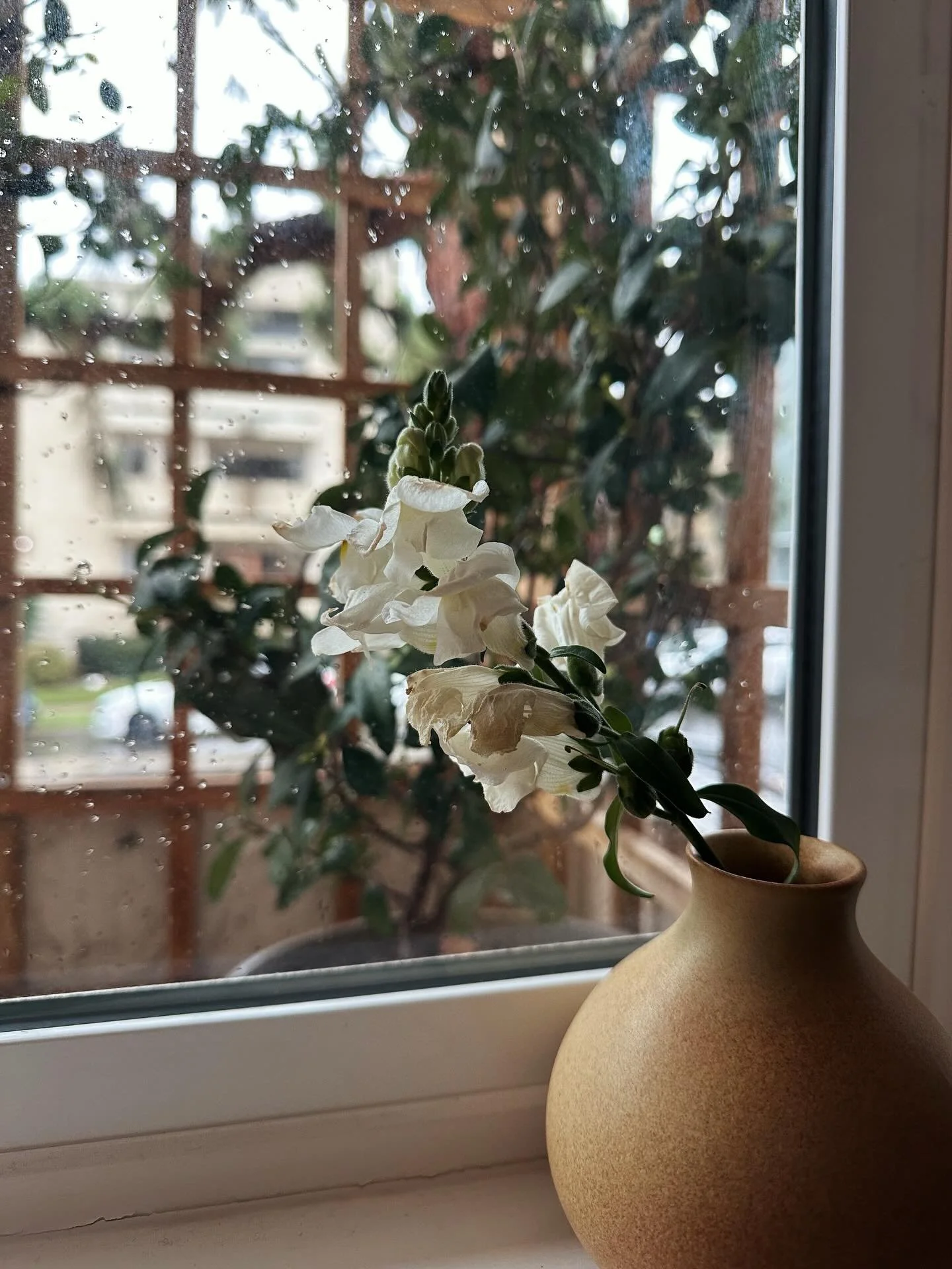 Today my toddler said &ldquo;uh oh! The flowers are dying.&rdquo; And I told him, &ldquo;that&rsquo;s okay, they are meant to die. If we&rsquo;re lucky and take care, they&rsquo;ll bloom again.&rdquo; And that was a nice little reminder of the cyclic