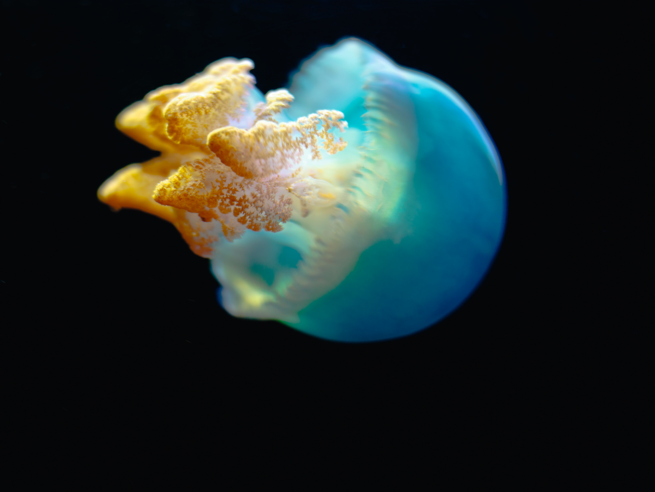 Jellyfish 6