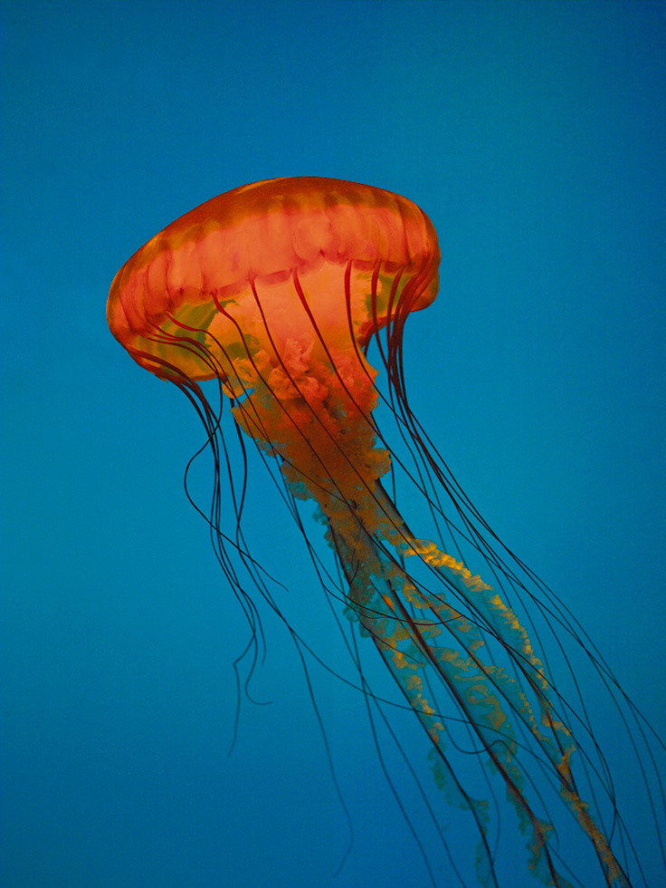 Jellyfish 8