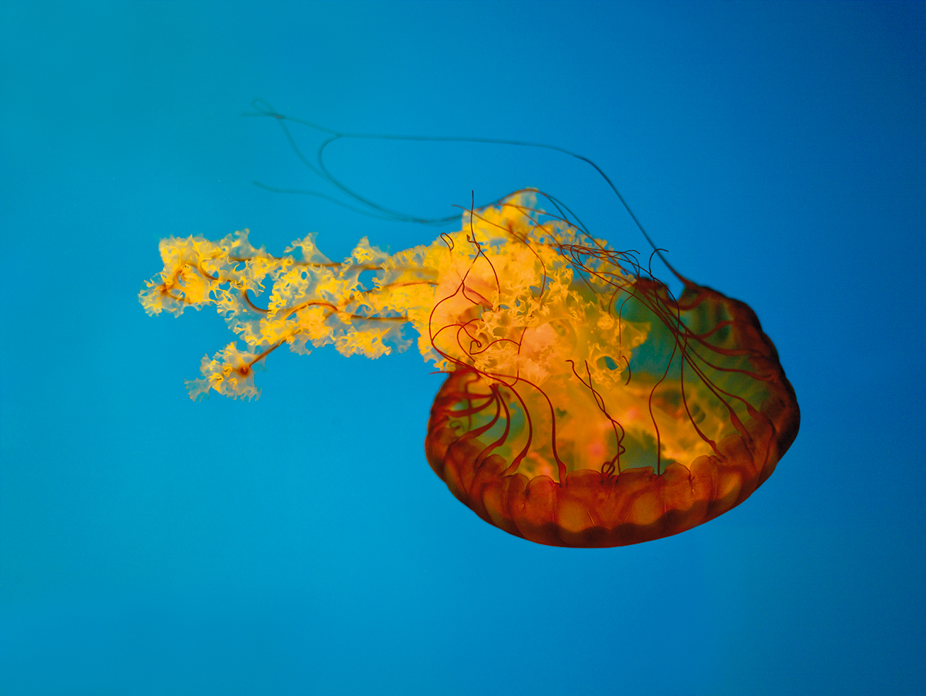 Jellyfish 10