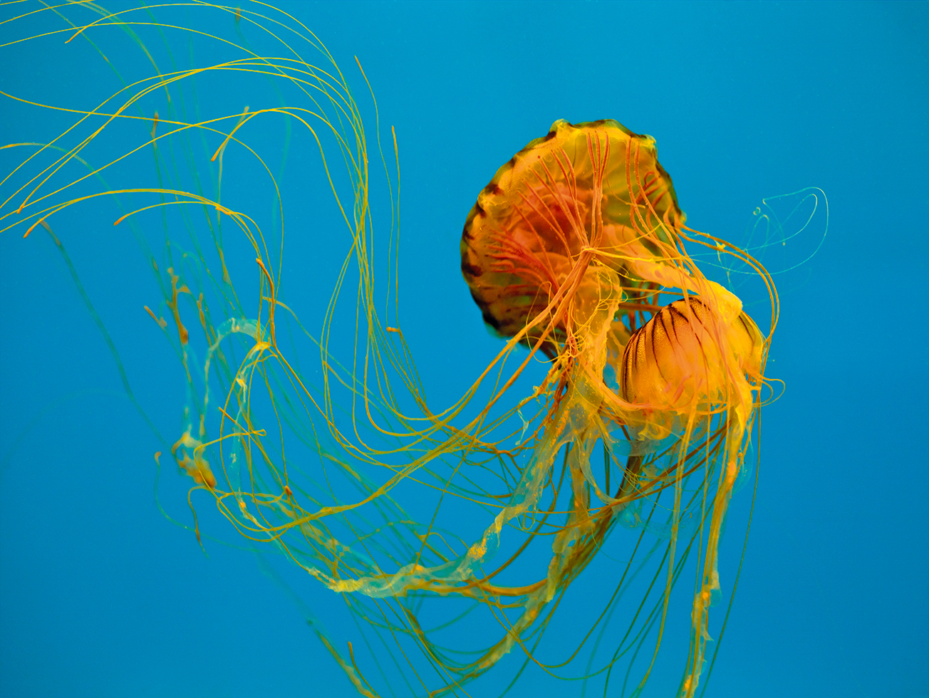 Jellyfish 9