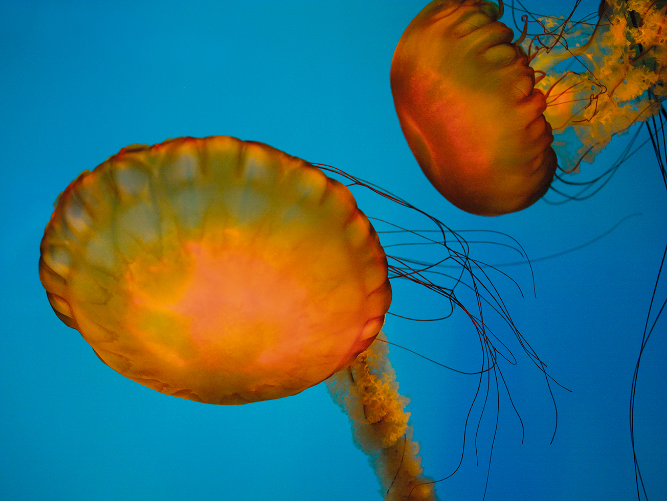 Jellyfish 12