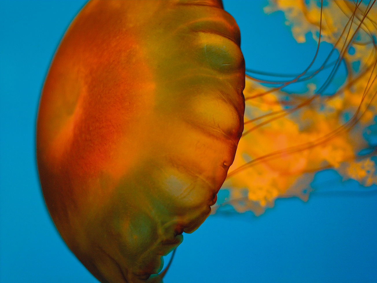 Jellyfish 13