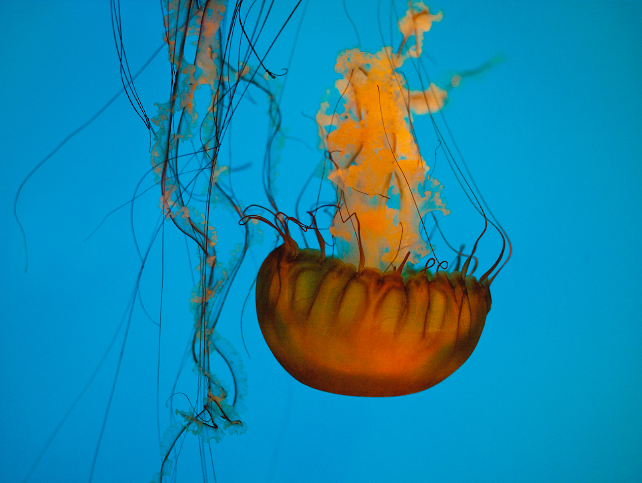 Jellyfish 14