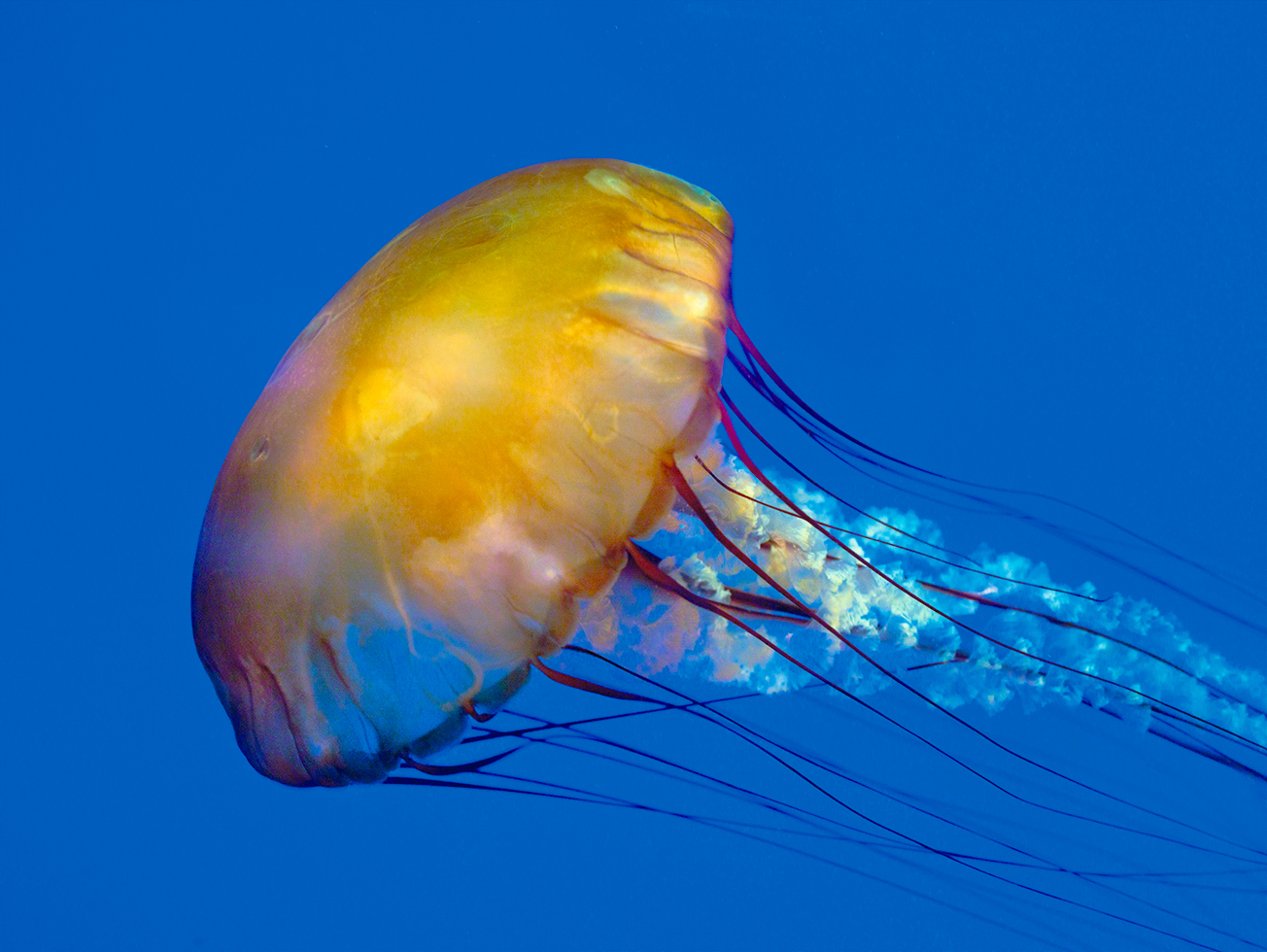 Jellyfish 15