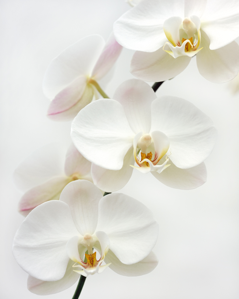 Phalaenopsis 3