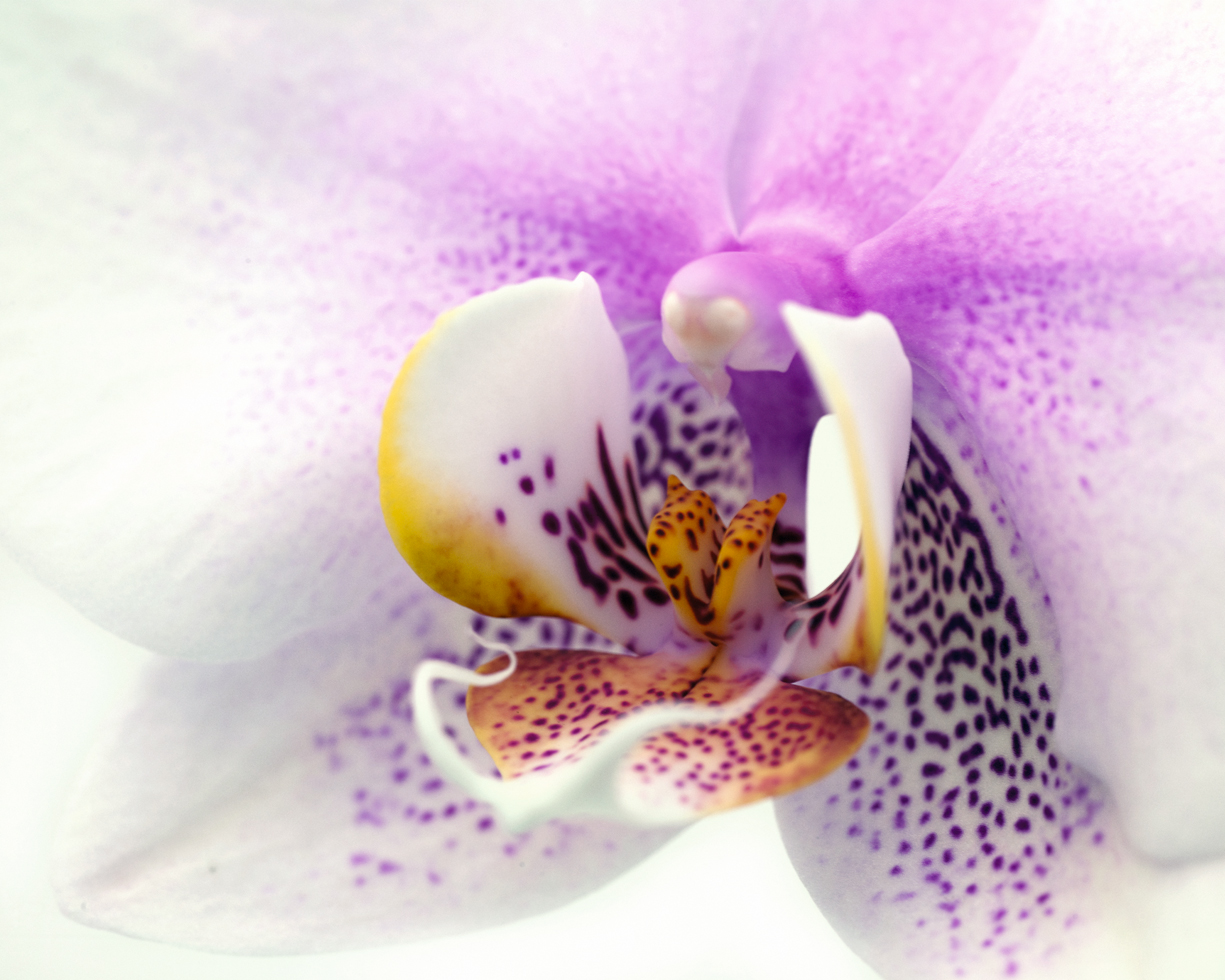 Phalaenopsis 4