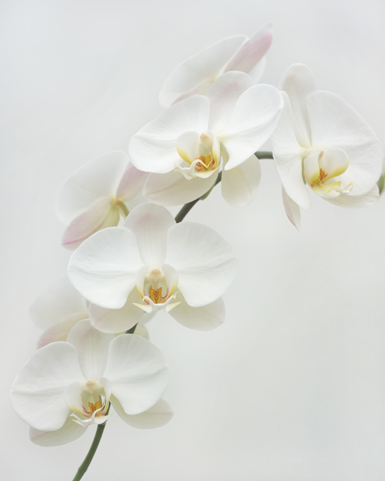 Phalaenopsis 10