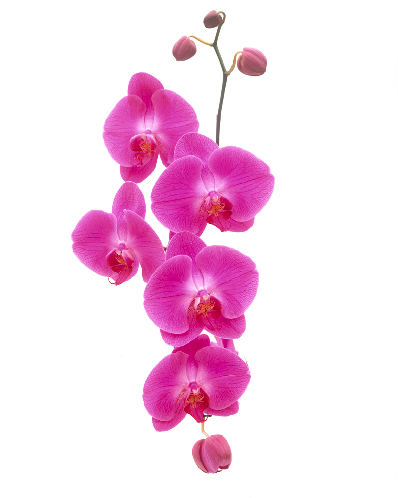 Phalaenopsis 20