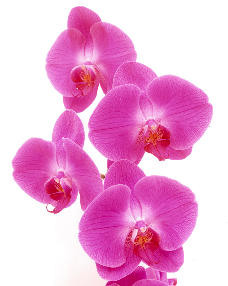 Phalaenopsis 18
