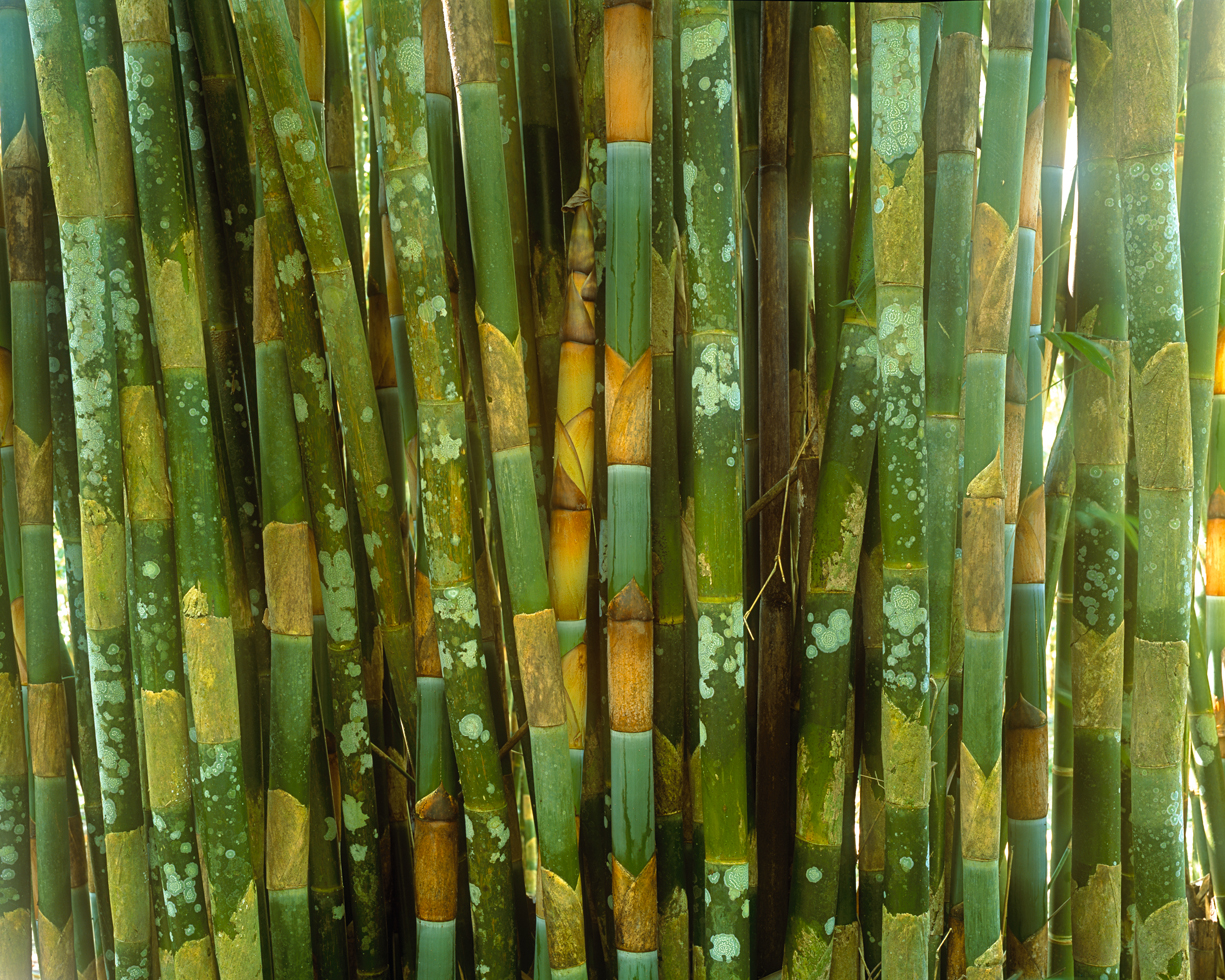 Bamboo 5