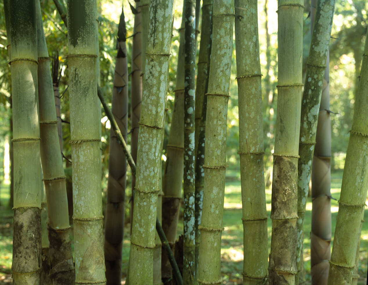 Bamboo 7