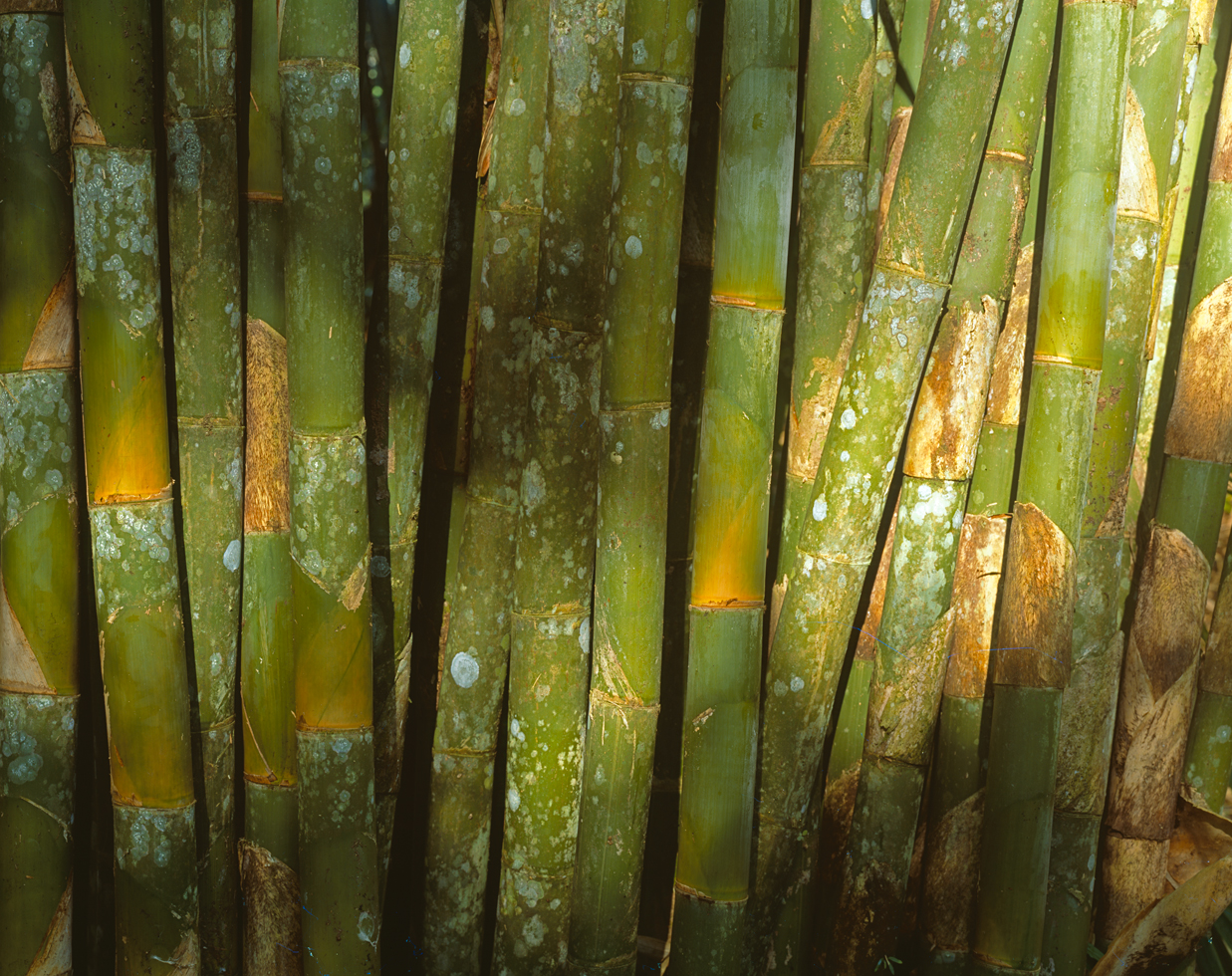 Bamboo 9
