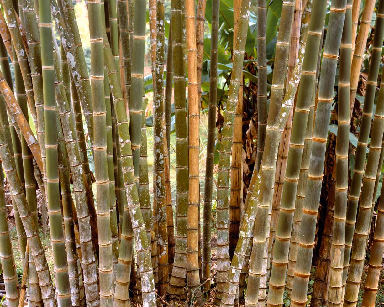 Bamboo 10