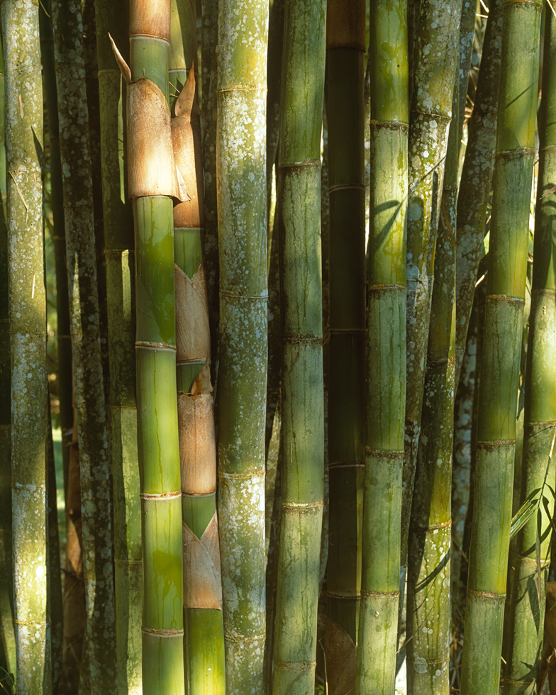 Bamboo 11