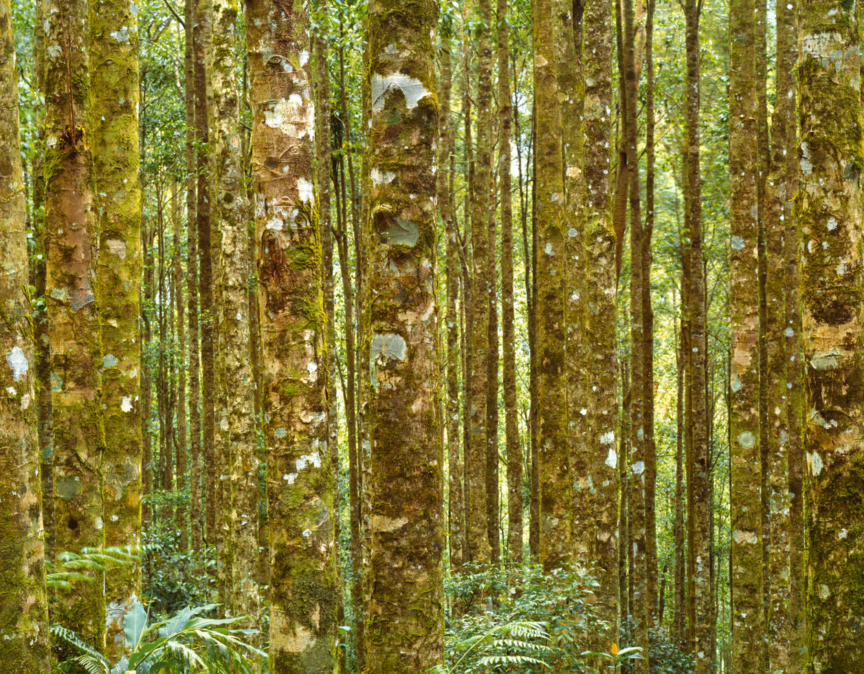 Bedugul Garden 11