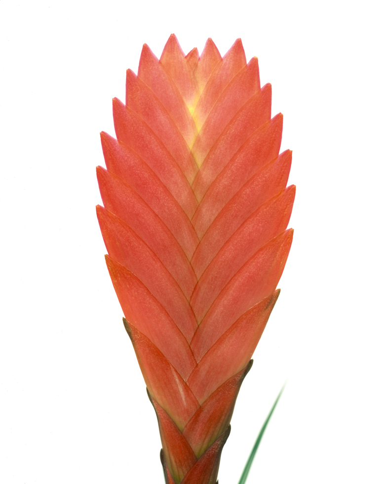 Bromelia 4