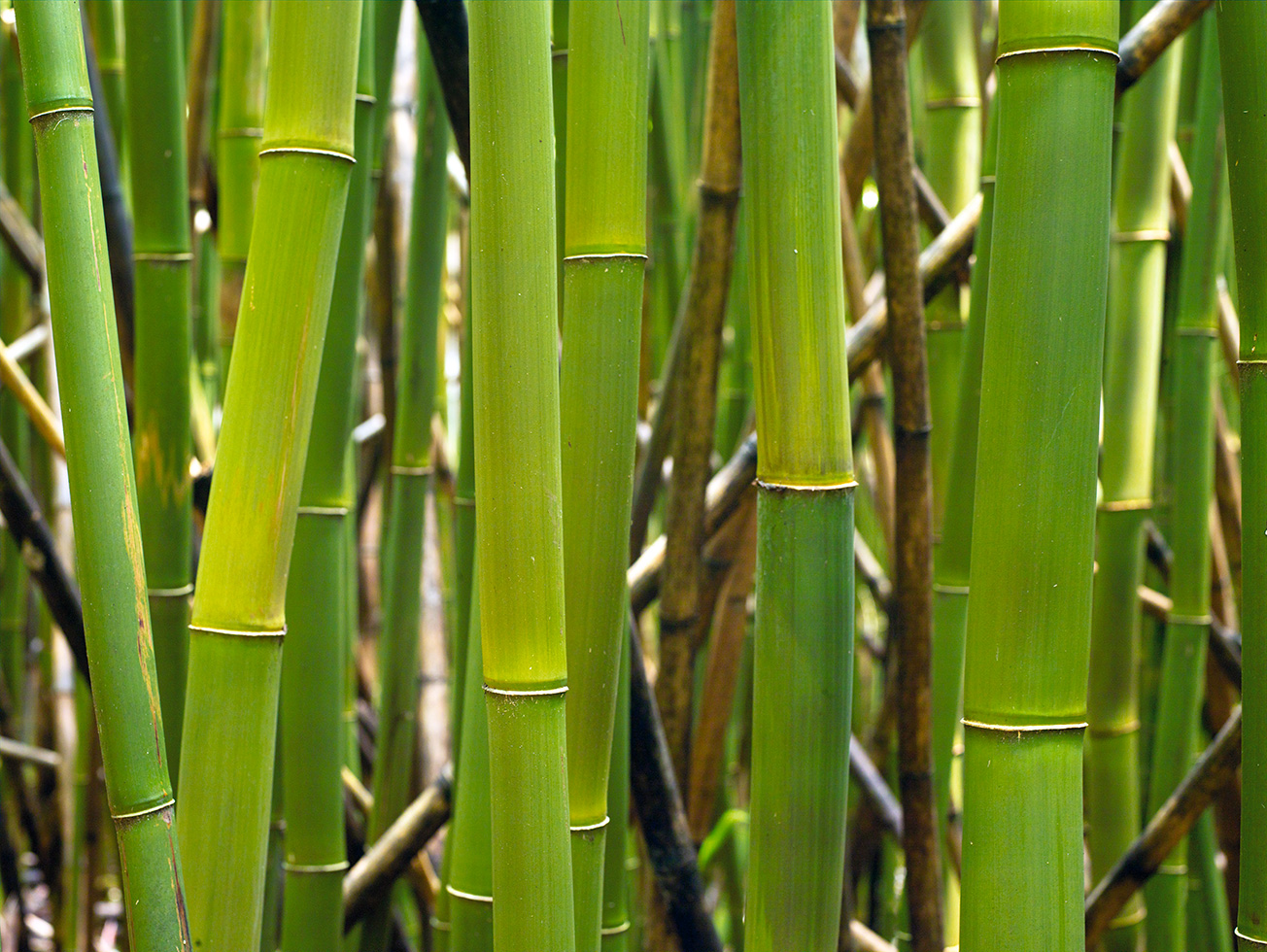 Bamboo 16