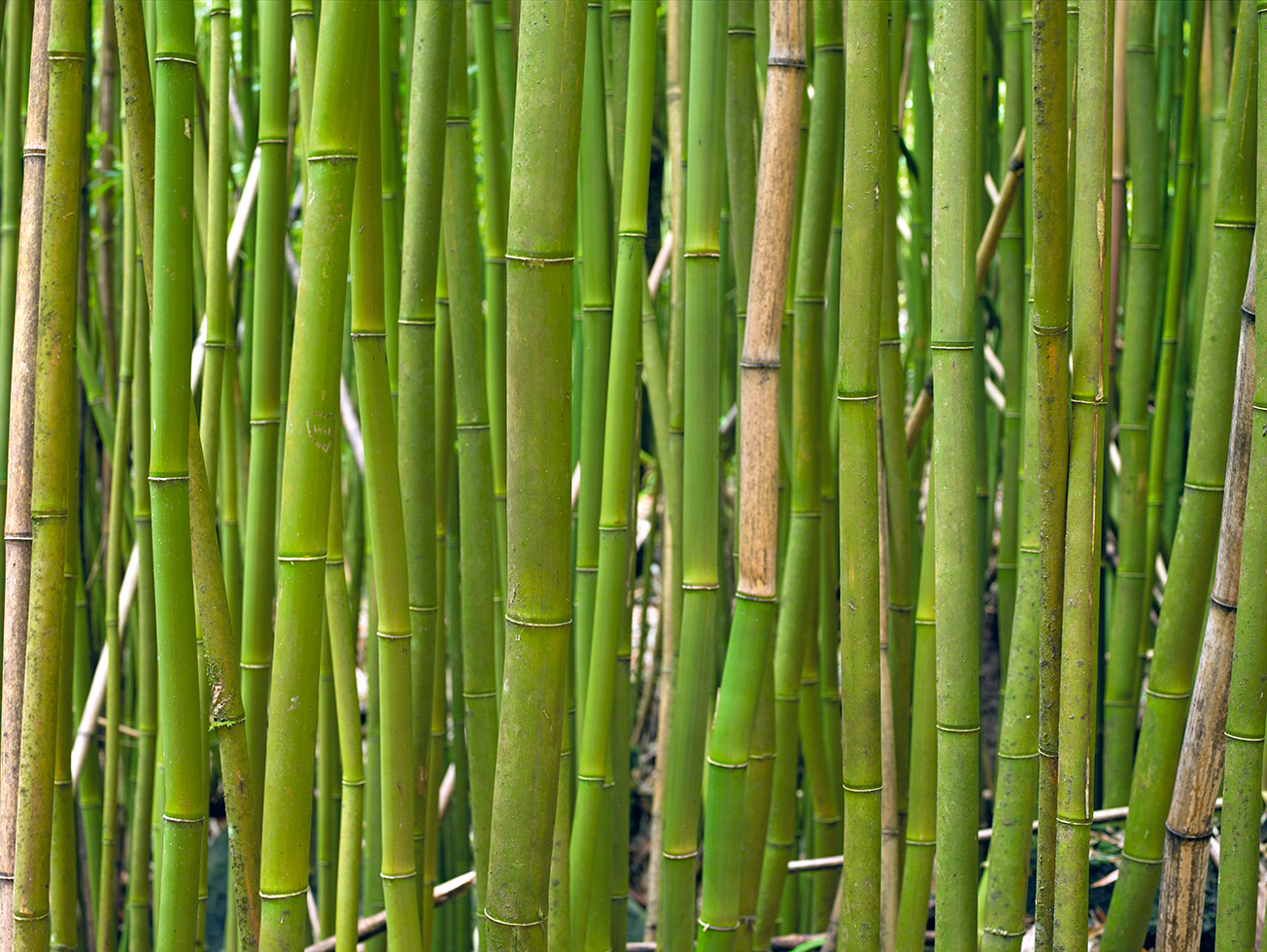 Bamboo 18
