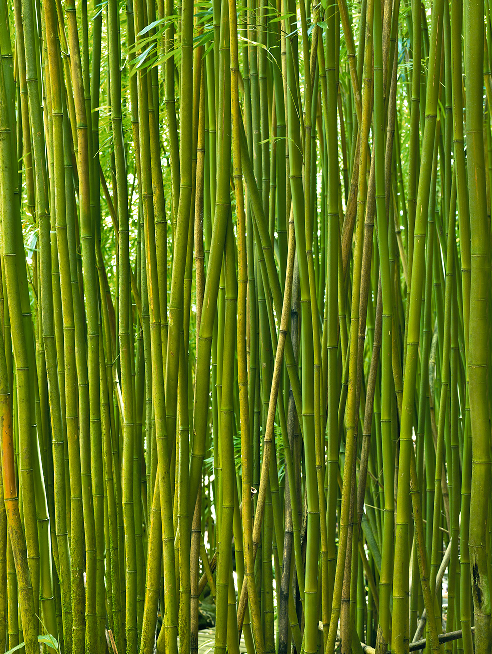 Bamboo 17