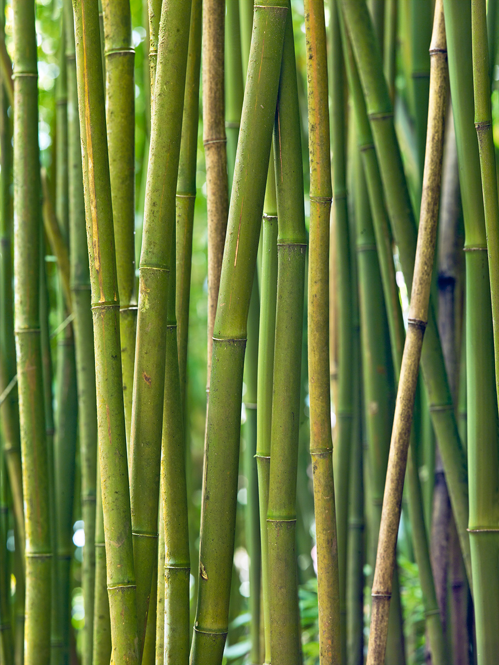 Bamboo 19