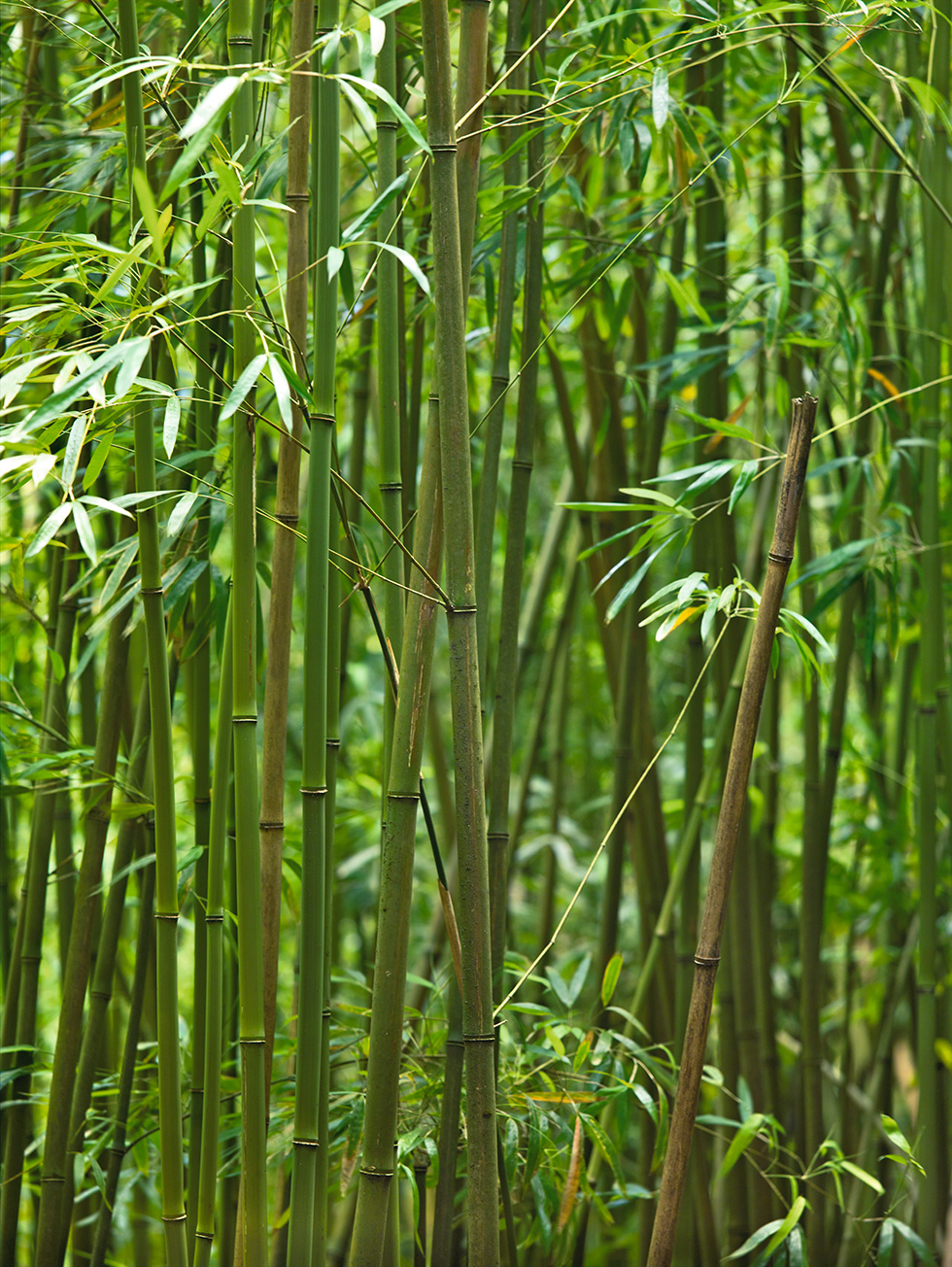 Bamboo 20