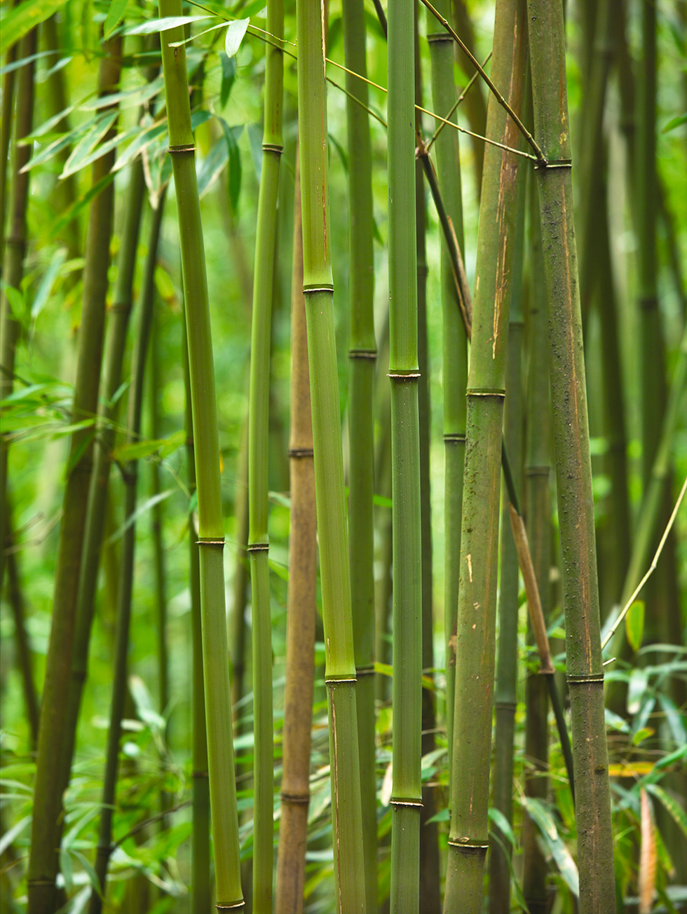 Bamboo 21
