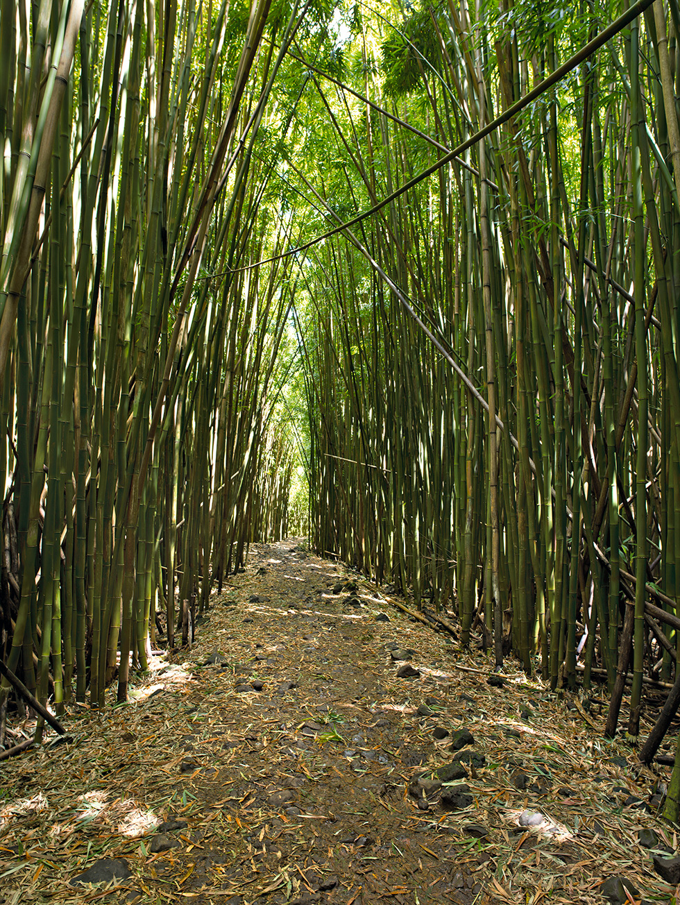 Bamboo 23