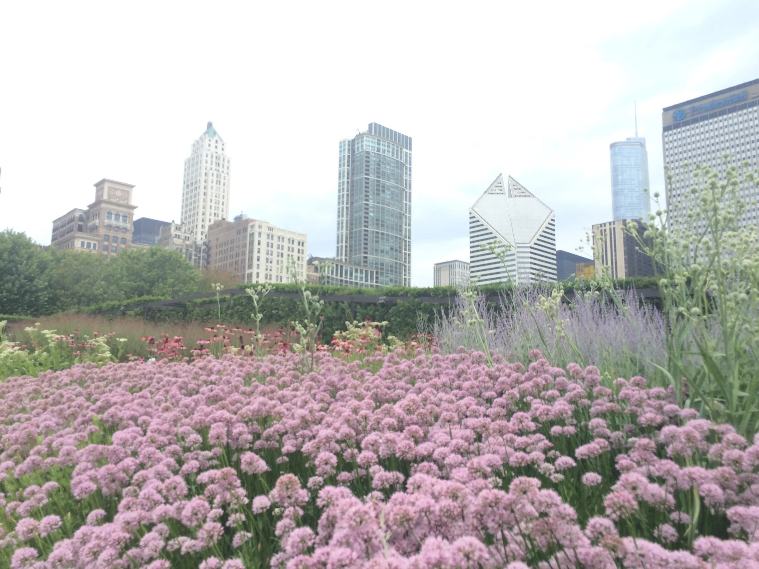 O Lurie Garden fica logo depois do The Bean e da Concha Acústica do Millennium Park, entre eles e o Art Institute. Tem de ficar atento pra ver a entradinha pra ele, que parece um labirinto. E lá estavam flores de todos os tipos, insetos e gente, tudo isso aliado a um clima gostoso nem frio e nem calor demais. 