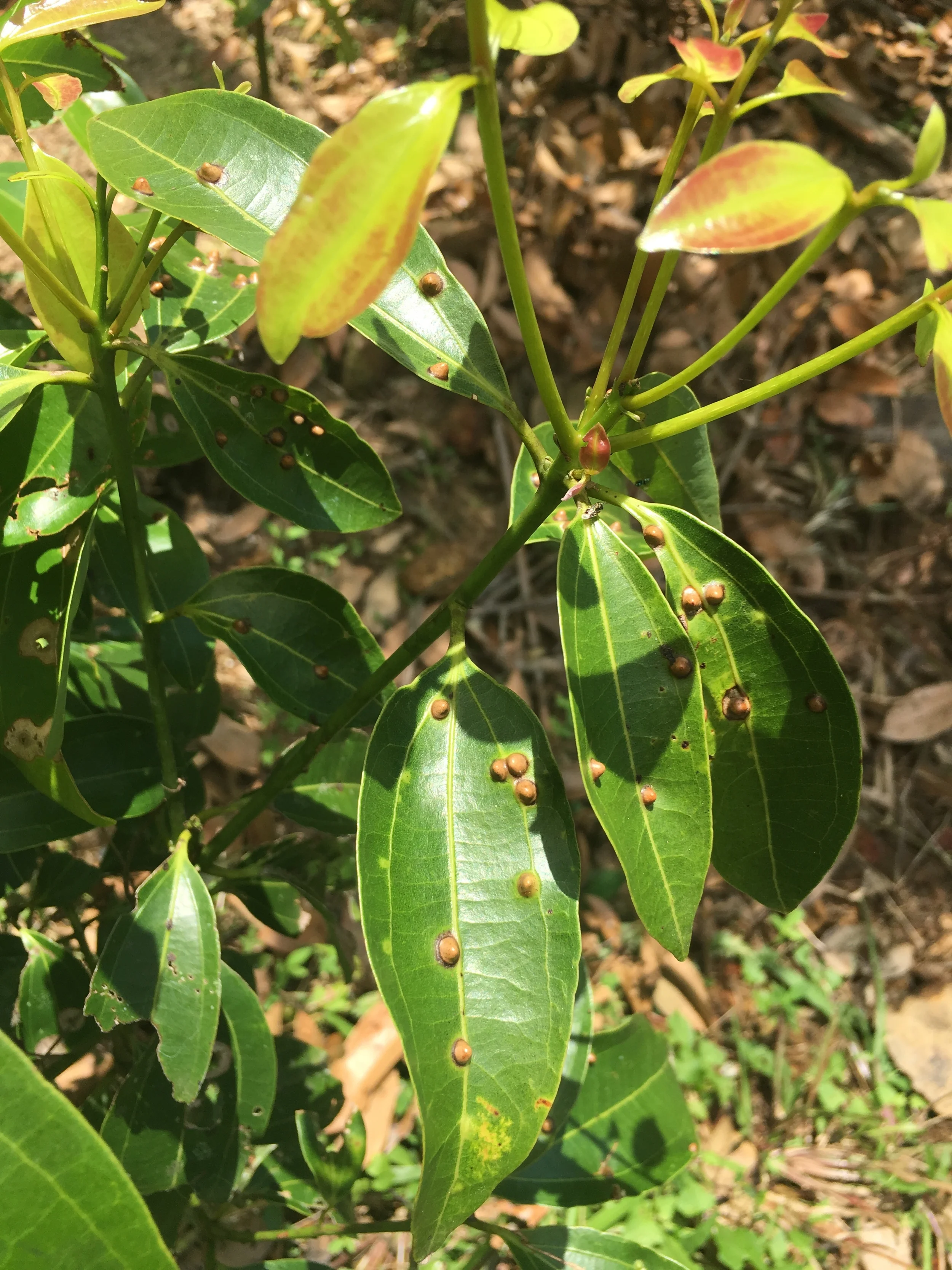 Folhas da canela. Algumas apresentavam estas "verrugas". Eu tirei uma e senti o cheiro bem leve da canela nas folhas. 