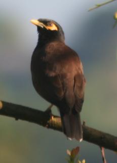 Fonte: http://hackingfamily.com/Flora_&_Fauna/SriLanka/SriLankaBirds.htm