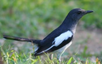 Fonte: http://hackingfamily.com/Flora_&_Fauna/SriLanka/SriLankaBirds.htm