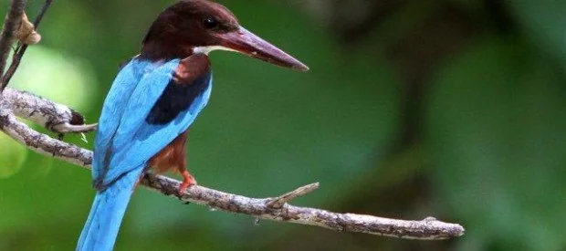 Pelas cores dele, achei logo que fosse o Pica-pau do desenho! Um amigo me advertiu que se tratava de um Martim Pescador. Fonte: http://www.templeberg.com/wp-content/uploads/2014/07/sri-lanka-birdlife-620x275.jpg