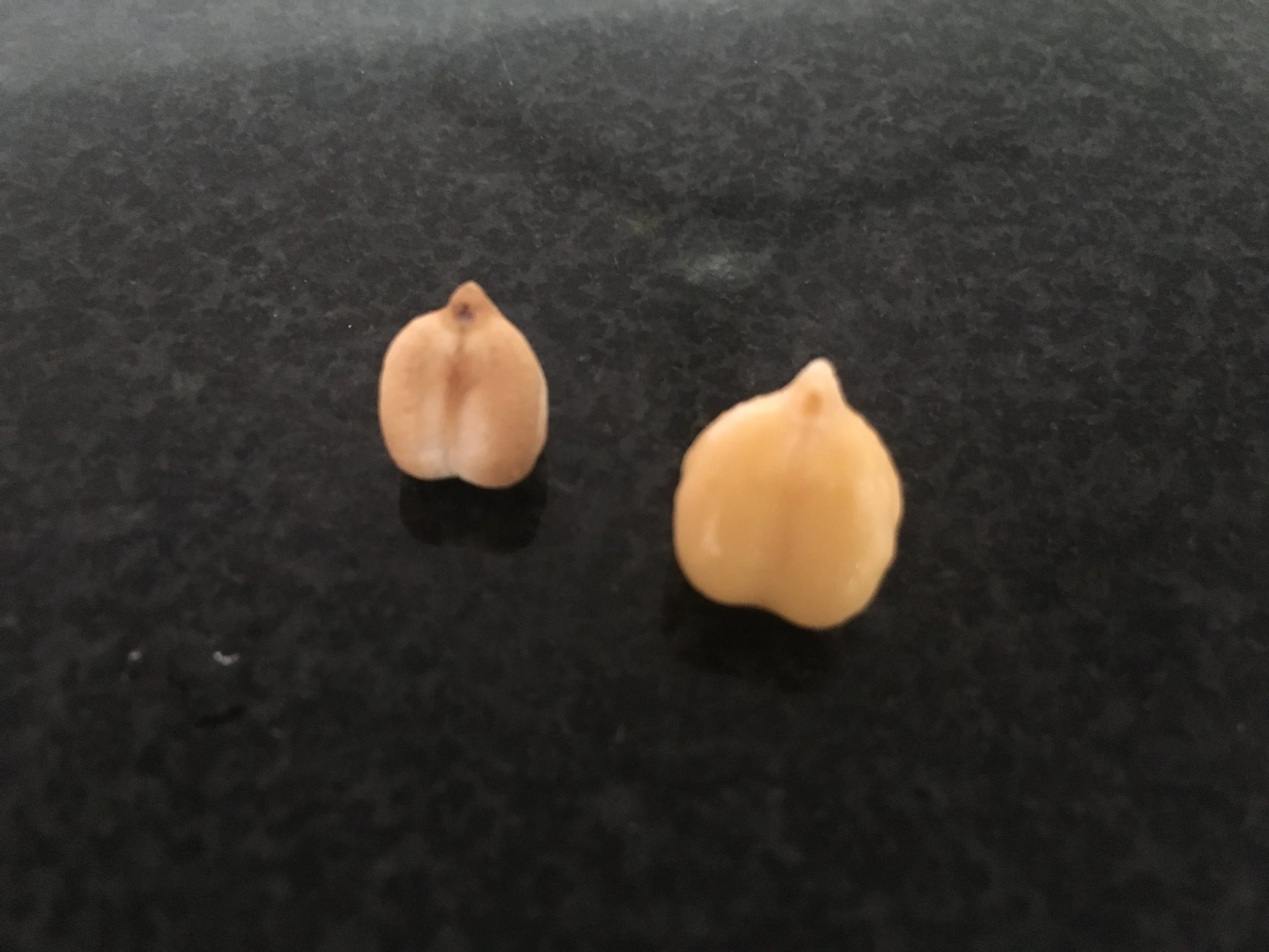 Aqui os grãos, antes e depois de permanecerem de molho. Pra dar uma referência de como o grão hidrata durante o remolho.