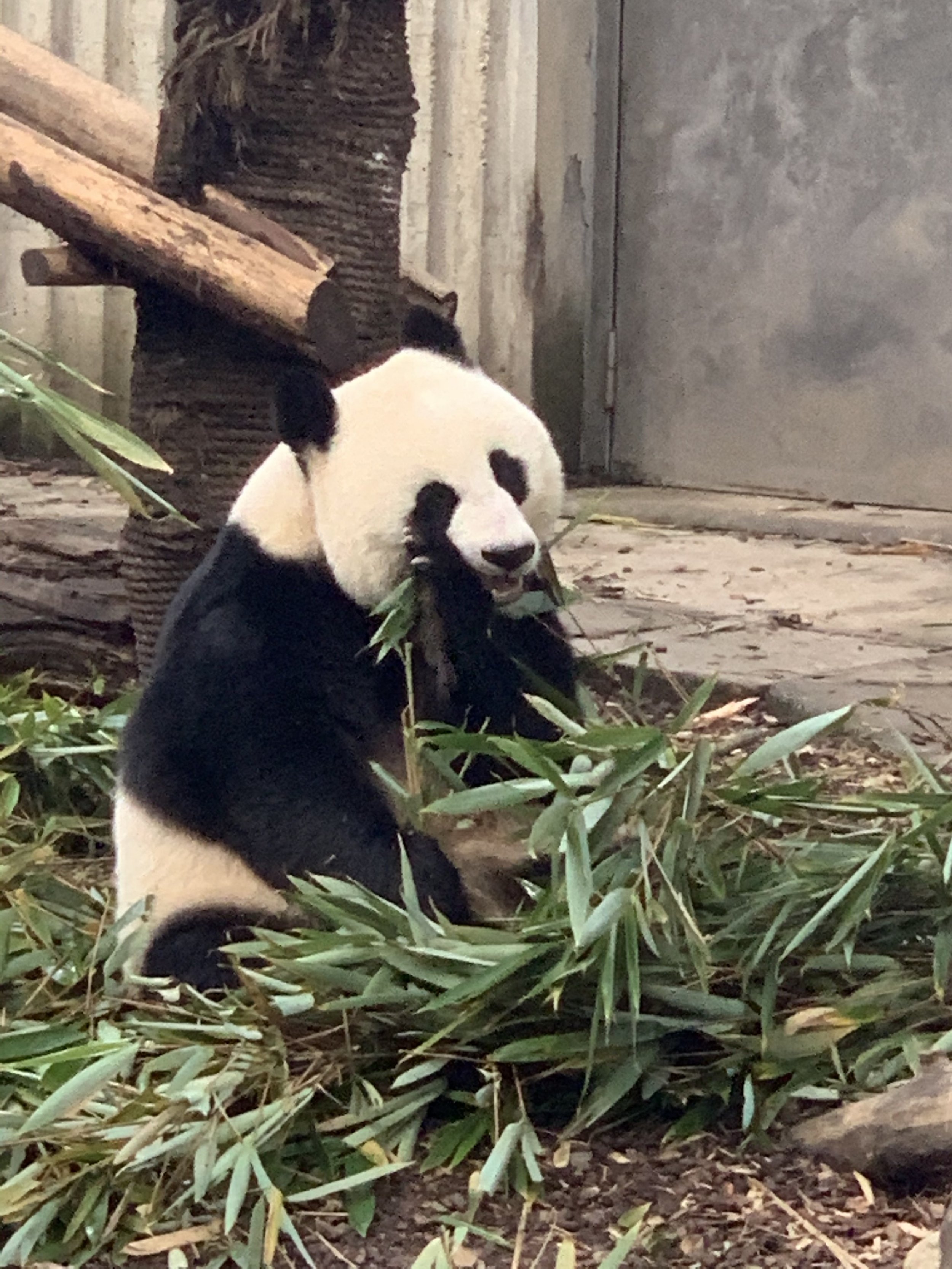 labirinto, jogo para crianças. que tipo de comida o panda fofo