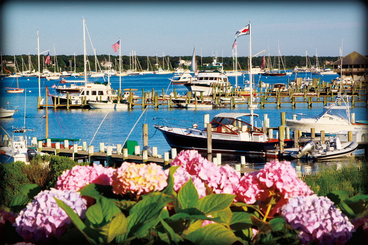 Edgartown-Hydreangeas.jpg