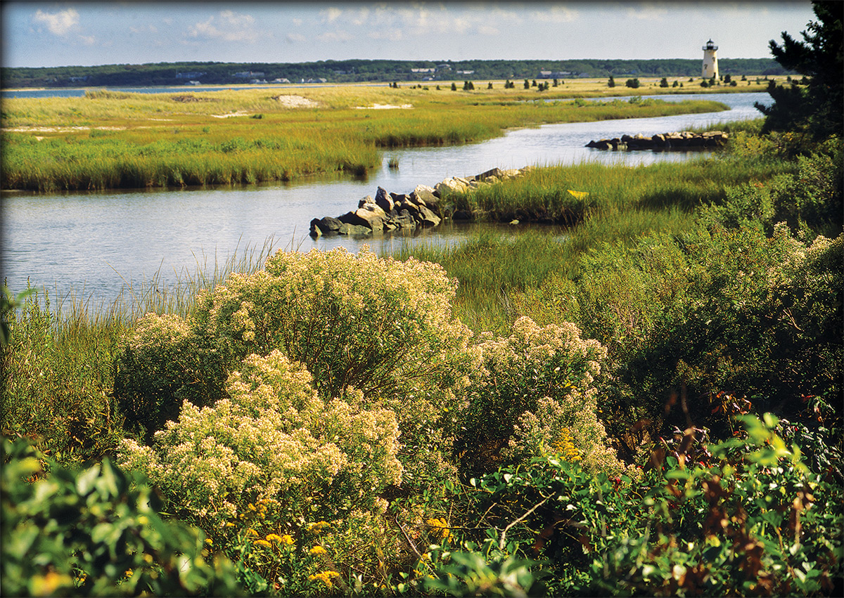 Edgartown-light-climatis.jpg
