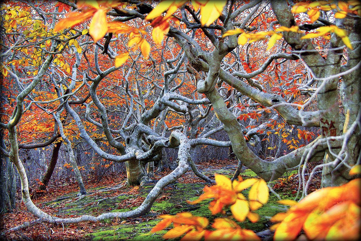 Cedar-Tree-forest.jpg