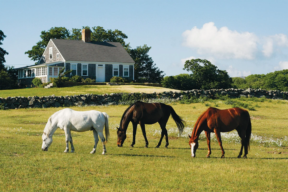 Horses at Captain Flanders