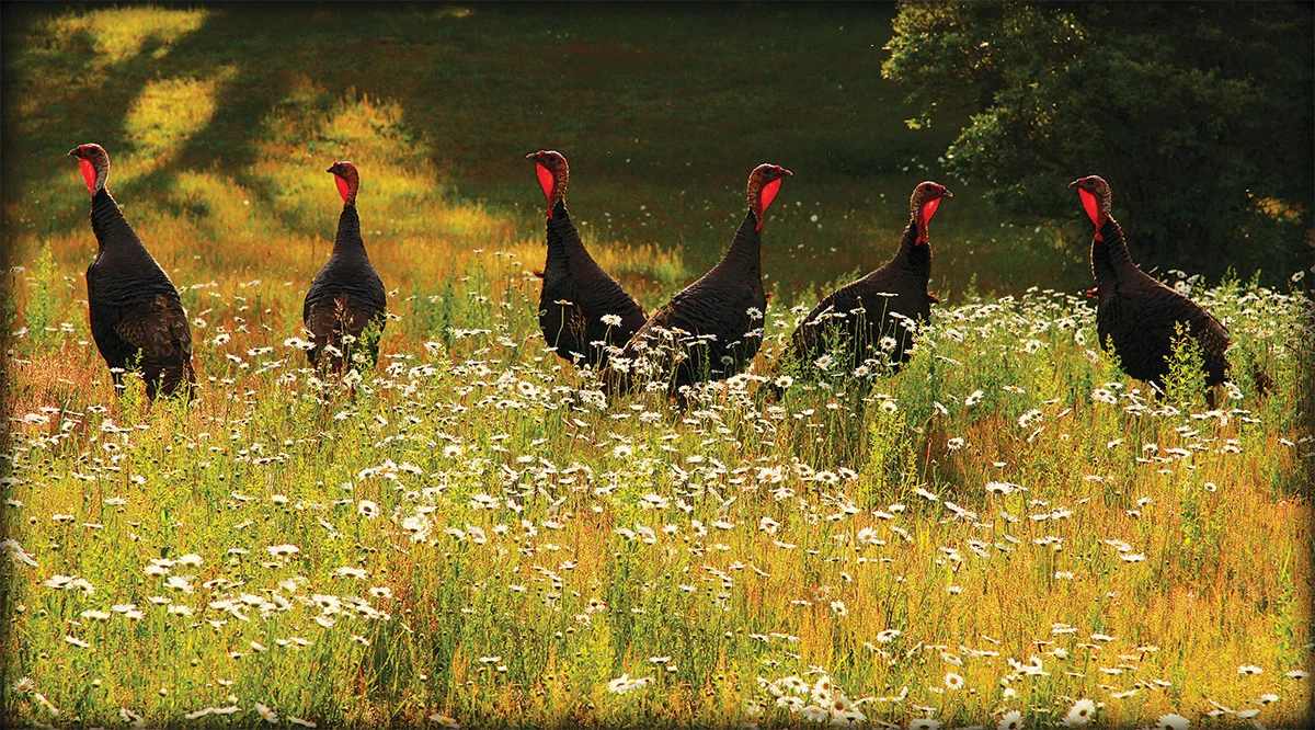 Wild Turkeys