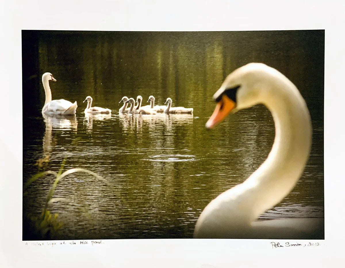 mill-pond.jpg