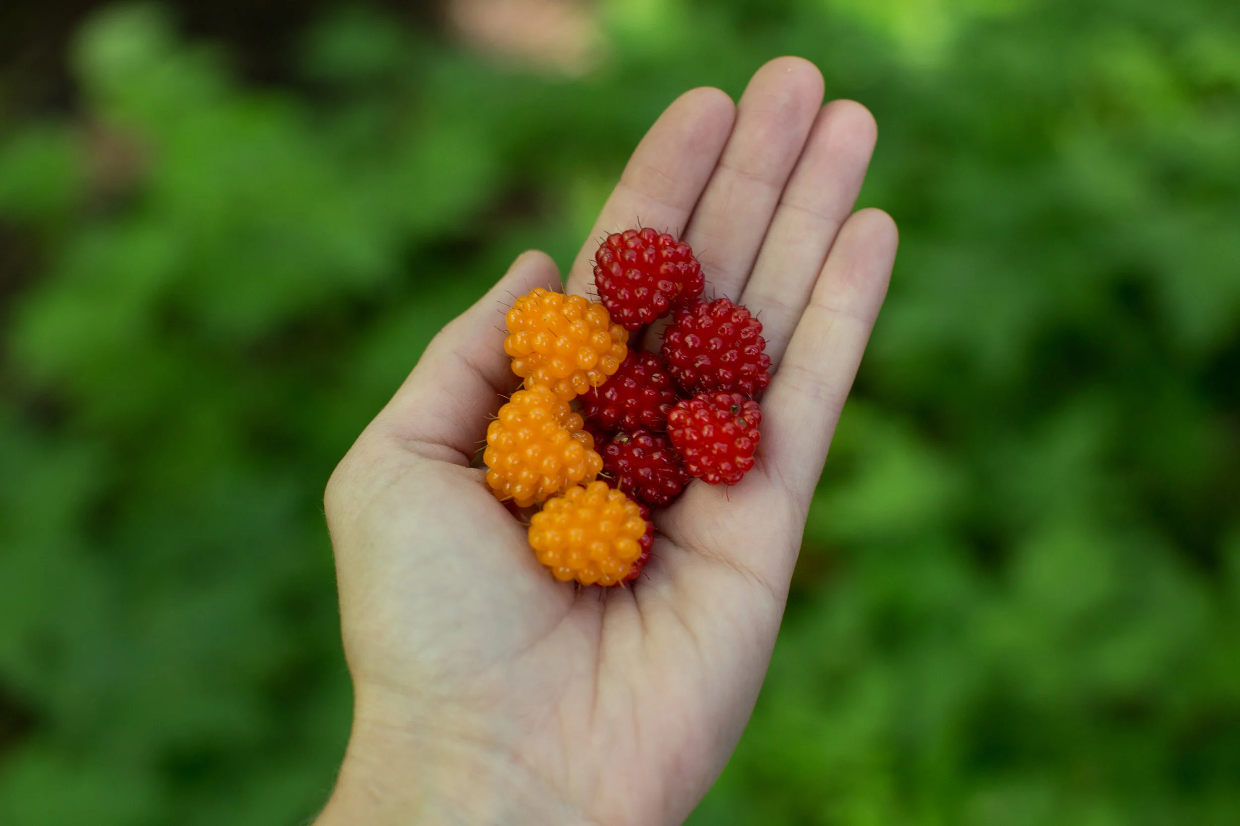 Handul of ripe mutli-colored Salmon Berries on a hike in Alaska's Inside Passage.