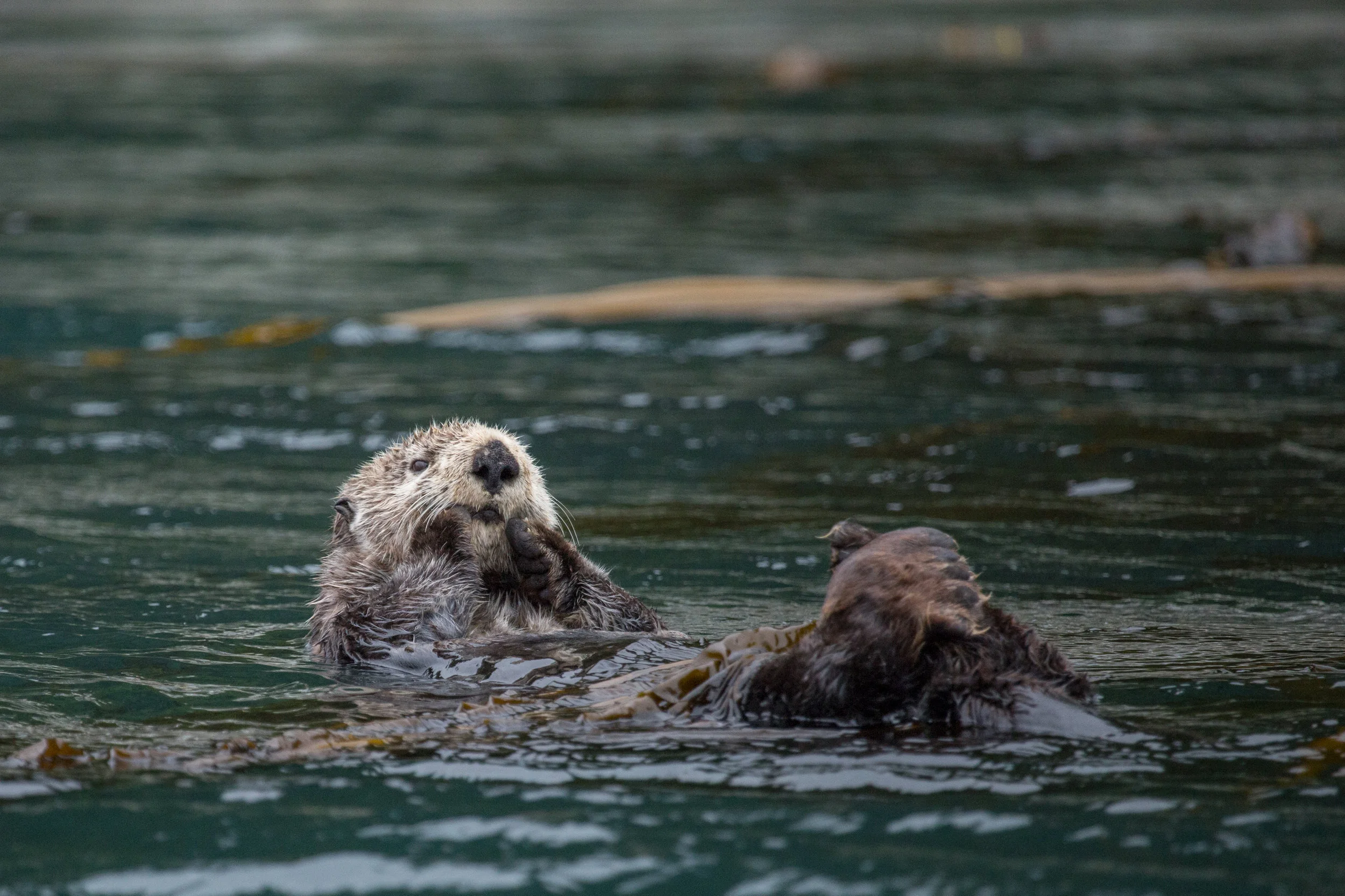 Sea Otters wrapped in kelp in Alaska's Inside Passage.