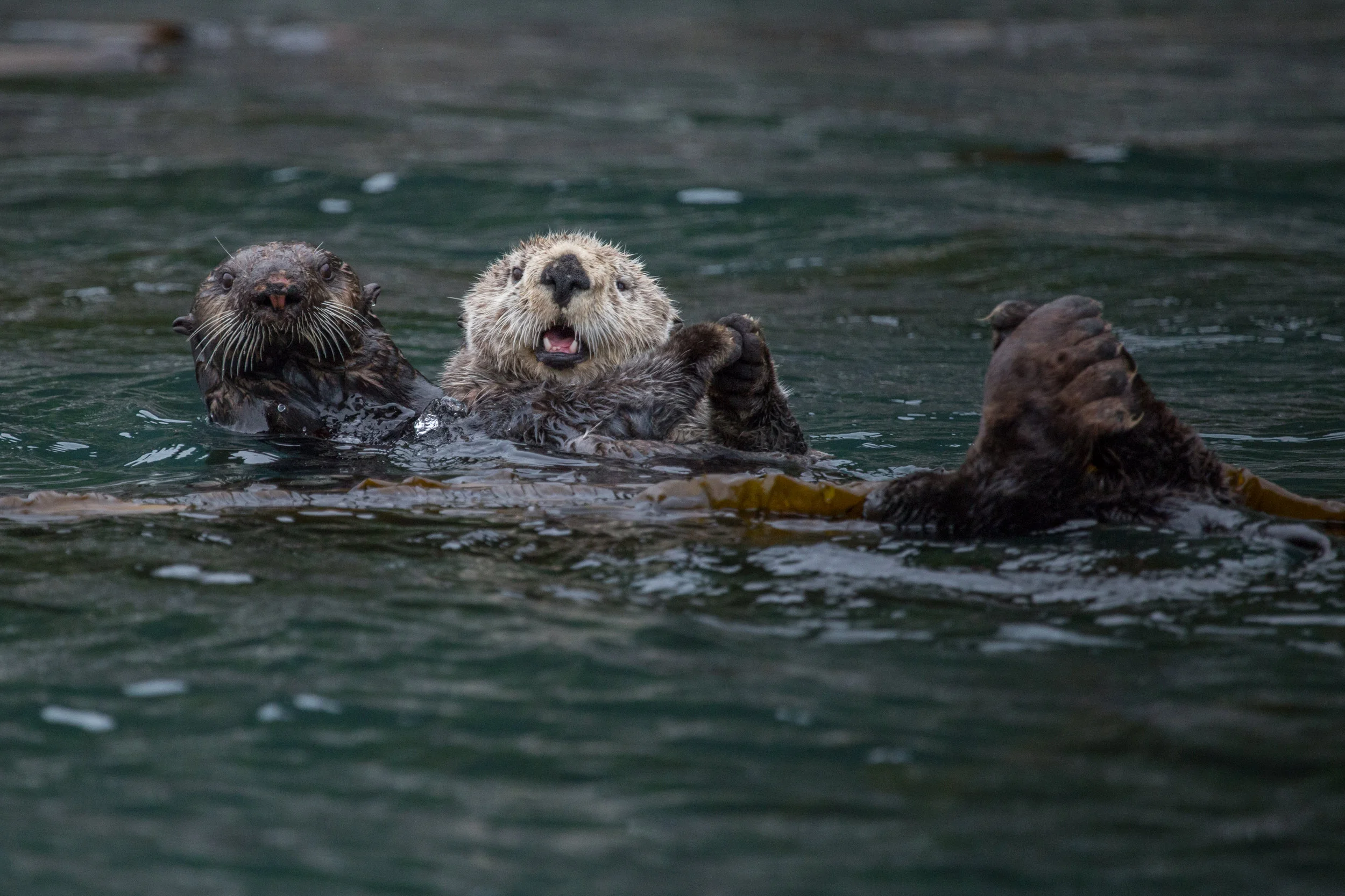 Sea Otters wrapped in kelp in Alaska's Inside Passage.