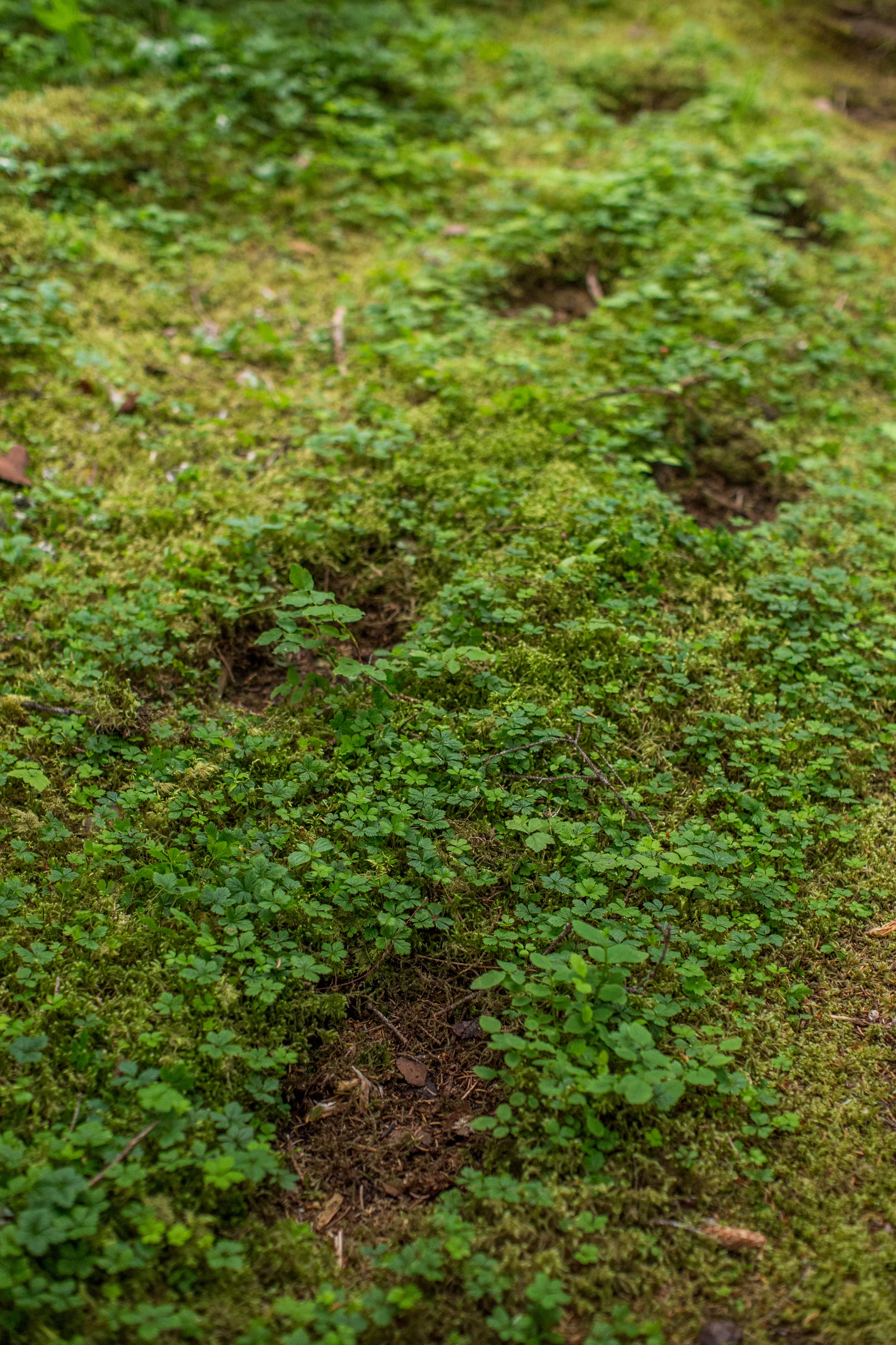 Perrenial bear tracks preserved year after year by multiple bears using the same imprints spotted on a hike in Alaska.