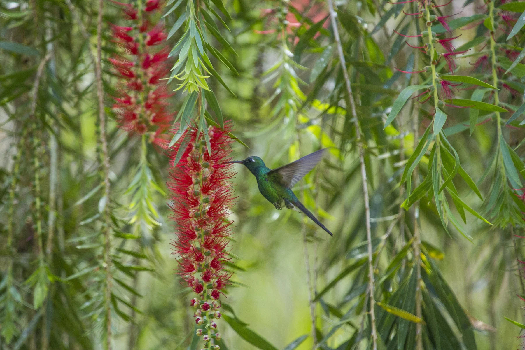 Cuban Emerald in Topes de Collantes National Park.