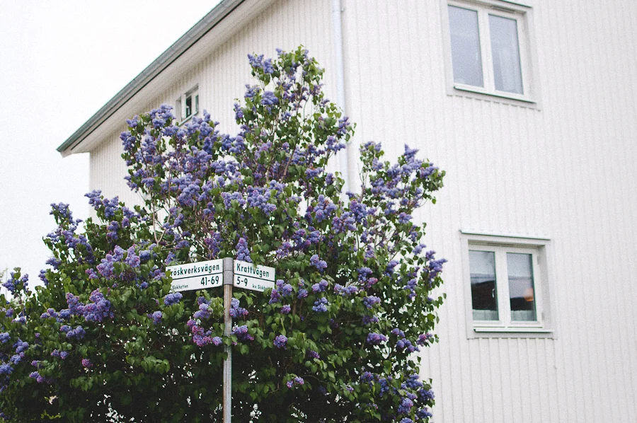 Stockholm-Marta-Vargas-Walk_2.jpg